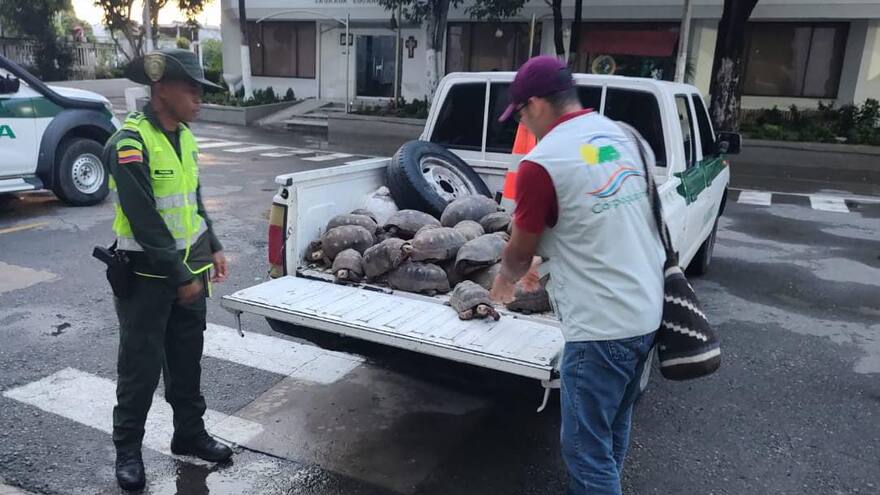 Riohacha: ciudadano entrega a Corpoguajira 53 tortugas Morrocoy que tenía en su casa