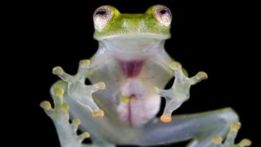 Descubren en Ecuador dos nuevas especies de ranas de cristal