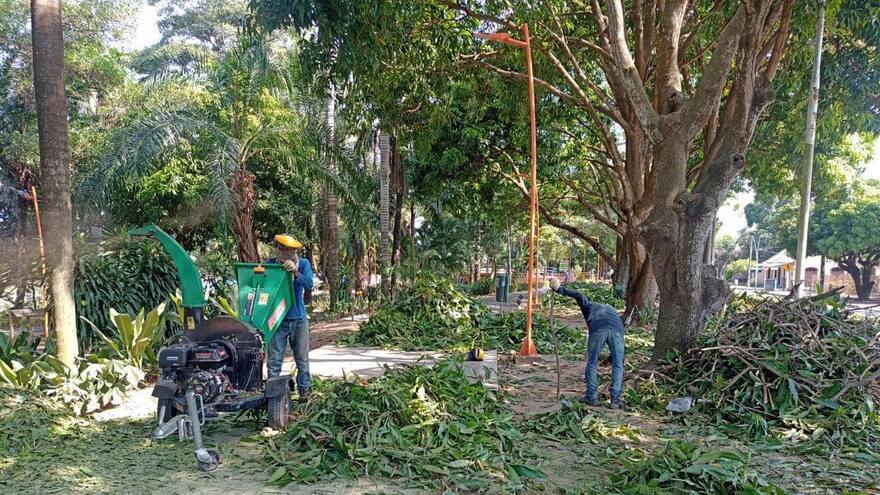 En Montería realizan jornadas de poda preventivas