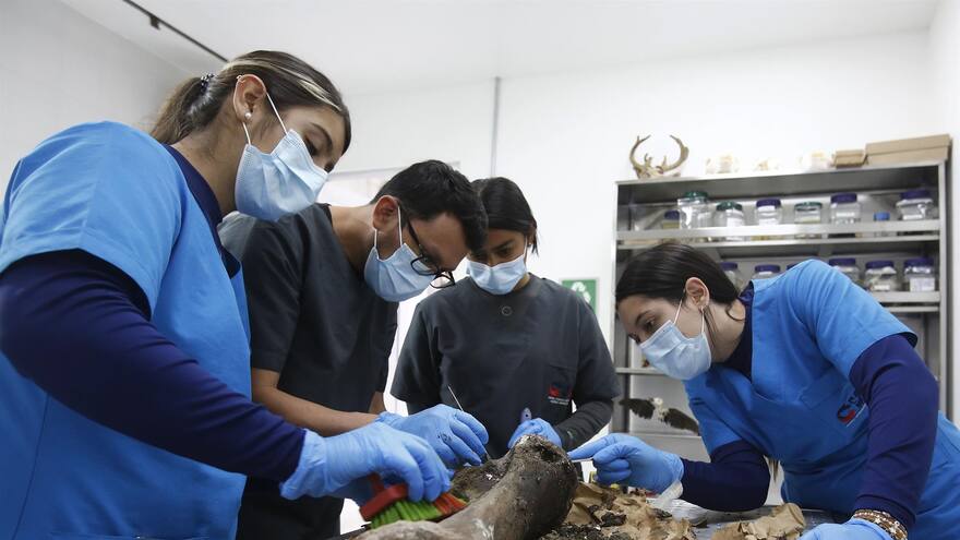 Exhuman en la Hacienda Nápoles los restos de uno de los elefantes más longevos del mundo