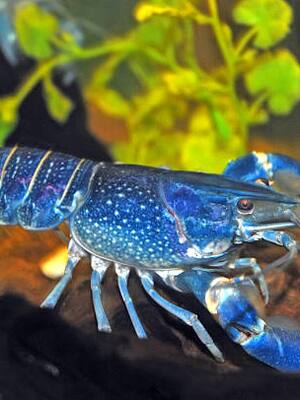 Burbujas de la Cultura | Columna de Tita Cepeda