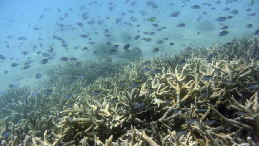 Gran Barrera de Coral, fuera de lista de patrimonio en peligro de la Unesco