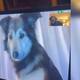 Video: La tierna reacción de dos perros al encontrarse por videollamada