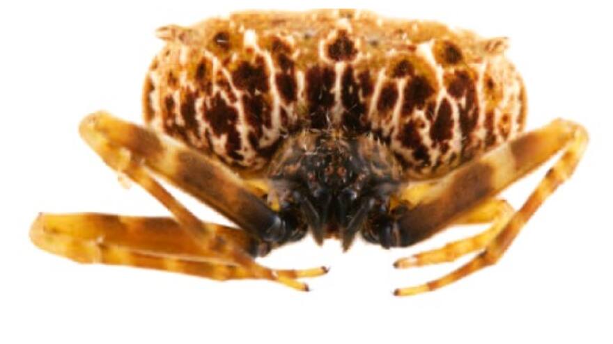 Descubren nueva especie de araña cazadora en Ecuador