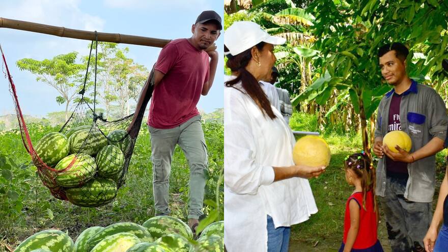 En la Mojana sucreña promueven los agronegocios hortofrutícolas
