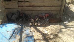 Damab cierra dos criaderos ilegales de cerdos