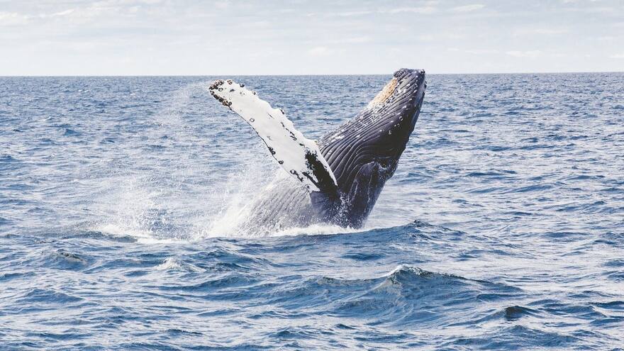 Día de las Ballenas y los Delfines: la lucha por preservar los cetáceos y frenar su caza