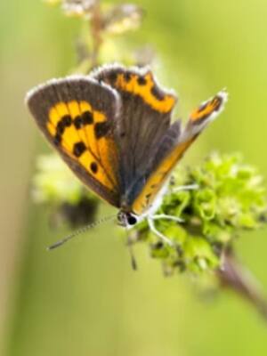 Colombia marca la ruta hacia la COP de biodiversidad| Columna de Carlos E. Correa
