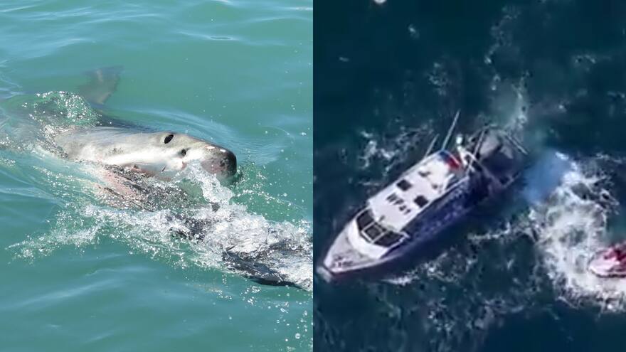 Hombre muere devorado por un tiburón en Sídney, Australia