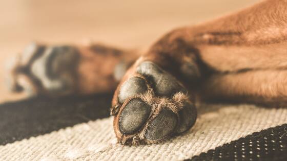 Tres hombres fueron condenados por maltrato y muerte de animales en Quindío, Magdalena y Valle del Cauca