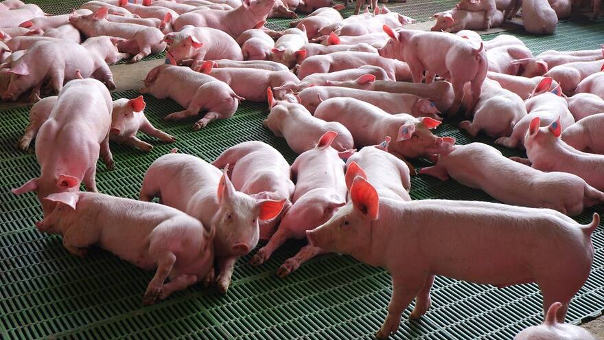 Colombia refuerza medidas para evitar presencia de la peste porcina africana