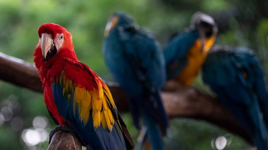 Política Nacional de Protección y Bienestar Animal aprobada por Minambiente