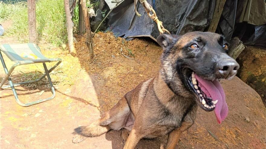 Murió Sansón, el perro del Ejército que resultó herido por explosivos en Yondó, Antioquia