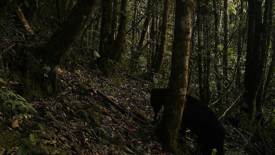 Oso de anteojos es avistado por primera vez en 15 años en el Parque Serranía de Minas en el Huila