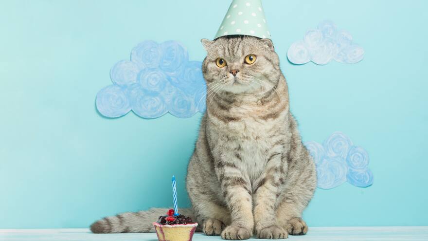 Día Internacional del Gato: ¿cuál es el origen de la celebración?