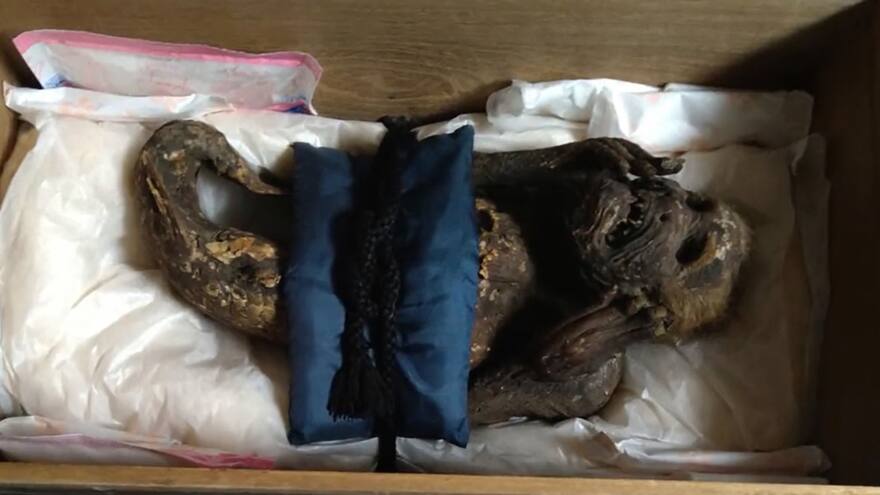 Científicos descubrieron el origen de la momia sirena encontrada en Japón que se asemeja a un Ningyo