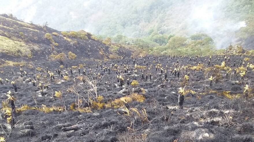 Controlan incendio que arrasó 800 hectáreas en páramo Santurbán