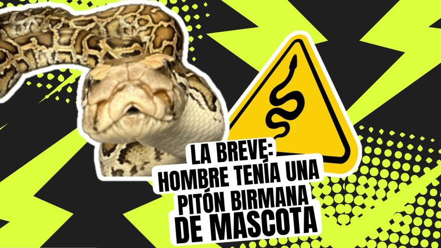 La Breve: hombre tenía una pitón Birmania de mascota en El Cerrito, Valle del Cauca