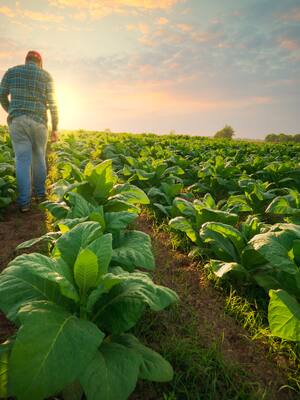La reforma agraria  | Tatiana Dangond
