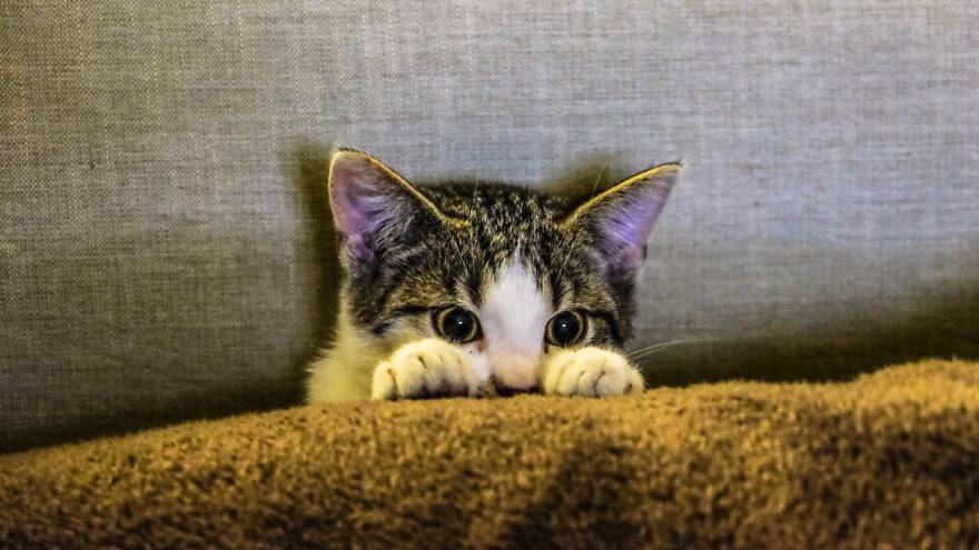 Alecanewman, el tiktoker que enseña a comunicarse con los gatos, según los sonidos que emiten