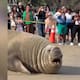 Elefante marino permanece en playa de México y autoridades confirman que está en buen estado de salud