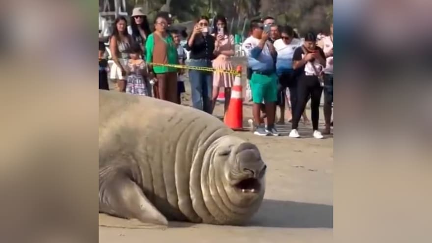 Elefante marino permanece en playa de México y autoridades confirman que está en buen estado de salud