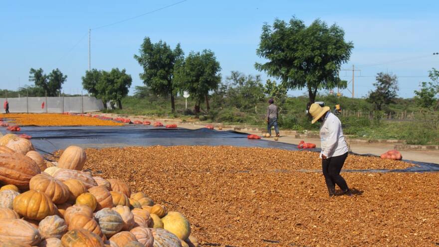Harina de ahuyama, de Maicao para el mundo
