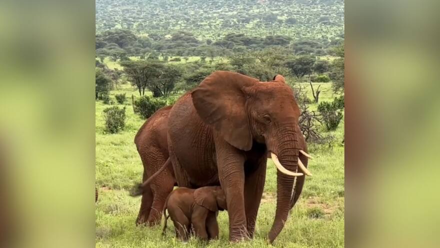 Nacen elefantes gemelos en reserva natural de Kenia