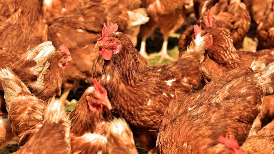 Por bloqueos Huevos Kikes sacrifica 400.000 gallinas