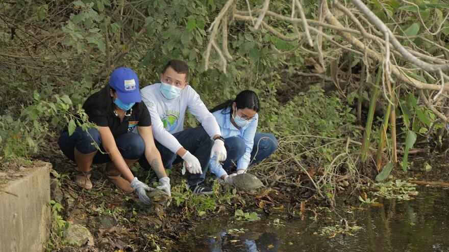 Hicoteas y tortugas morrocoy regresan a su hábitat natural en el Atlántico