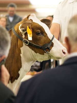 Se rompieron paradigmas