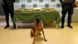 Incautan en Cartagena una ‘narco encomienda’: el canino ‘Killer’ detectó la droga