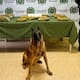 Incautan en Cartagena una ‘narco encomienda’: el canino ‘Killer’ detectó la droga