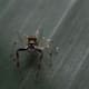 Unicórdoba descubre otra especie de araña saltarina