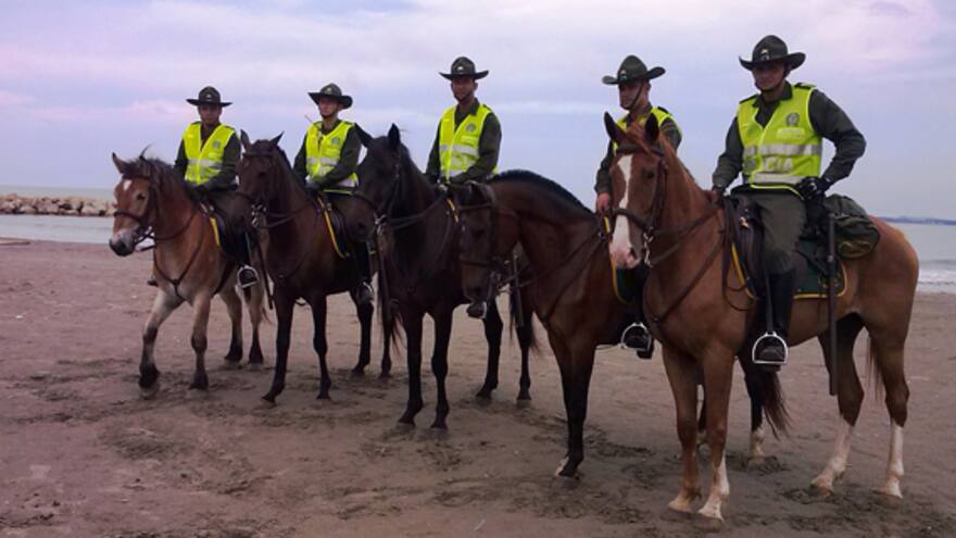 Abejas mataron a los cinco caballos estrella de la Policía de Barranquilla