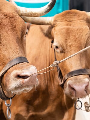 Entre Shangai y “Una vaca por la paz”