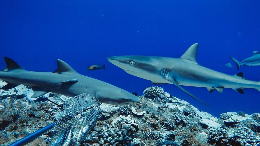 Procuraduría objeta normativa sobre pesca accidental de tiburones y rayas