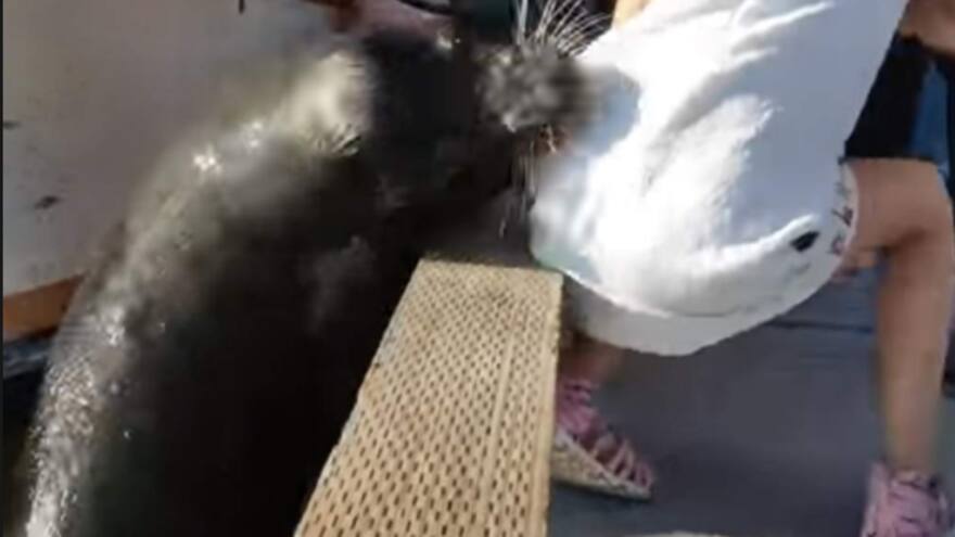 Niña mordida por león marino sufre de una infección