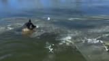 Video: Rescatan a un perrito atrapado en un río congelado en Estados Unidos