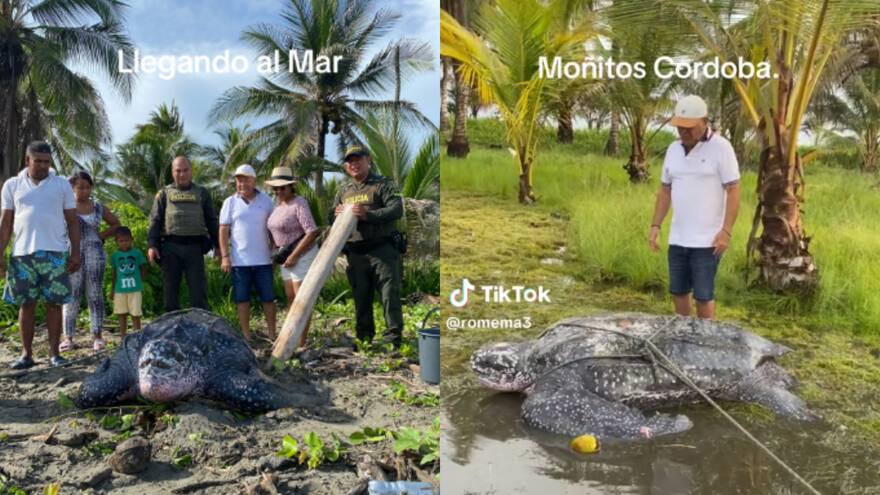 Población del municipio de Moñitos, en Córdoba, cuidó gigantesca tortuga laúd hasta dejarla en el mar