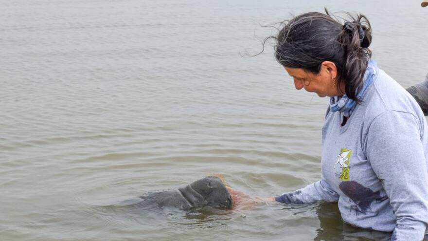 Manatí: ‘María del Mar’, la matrona de la Ciénaga Grande del Bajo Sinú