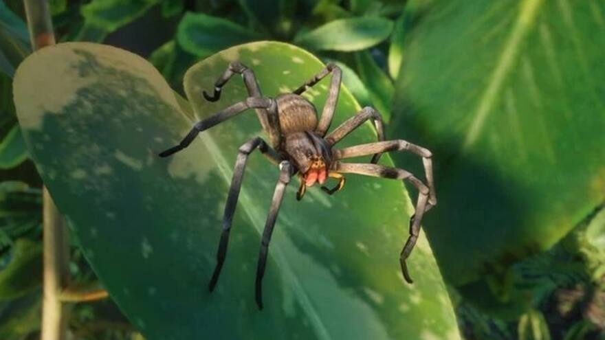 Cierran almacén al encontrar araña venenosa que causa largas erecciones en los hombres, en Austria