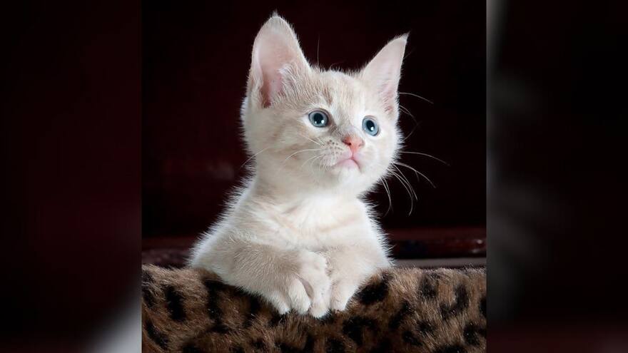 ‘Cat blender’: el video que ha generado rechazo por crueldad animal