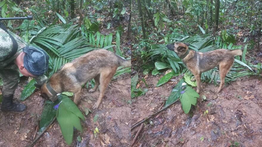 Canino del Ejército se habría extraviado en la selva por las condiciones del terreno