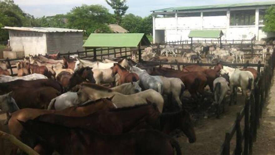 Policía recupera 204 burros y caballos que iban a ser sacrificados en matadero de Lorica