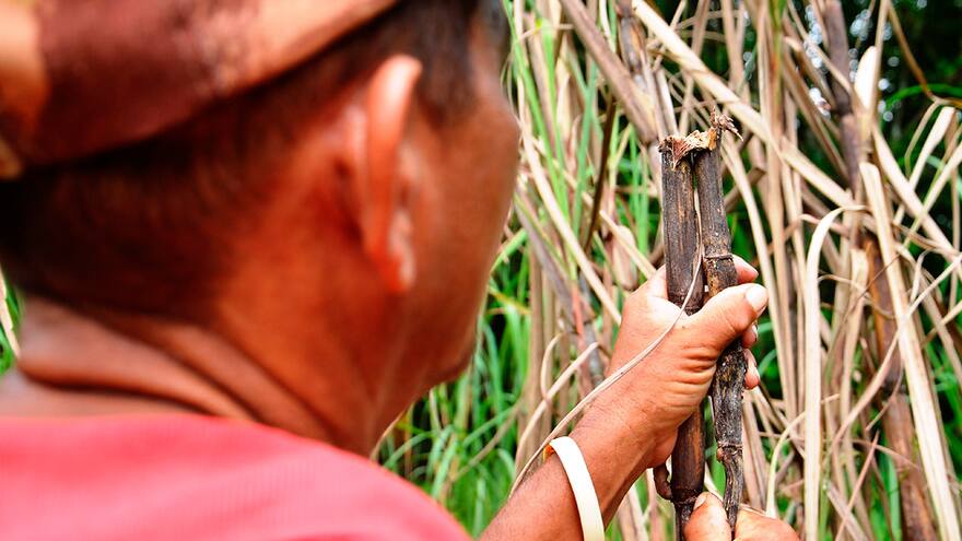 Identifican las plagas que atacan la caña en Surbán