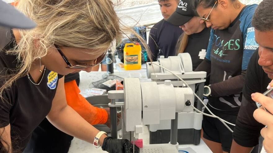 Siembran 50 mil fragmentos de coral en la playa de Inca Inca, Santa Marta