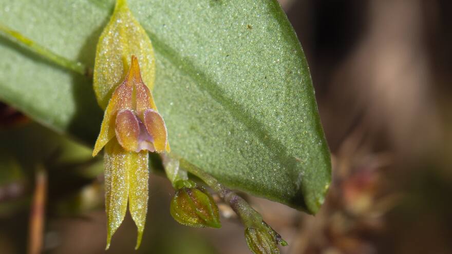 Descubren 8 especies de orquídeas y las bautizan en honor a colombianas
