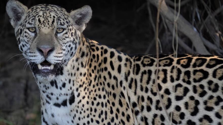 29 de noviembre, Día Internacional del Jaguar