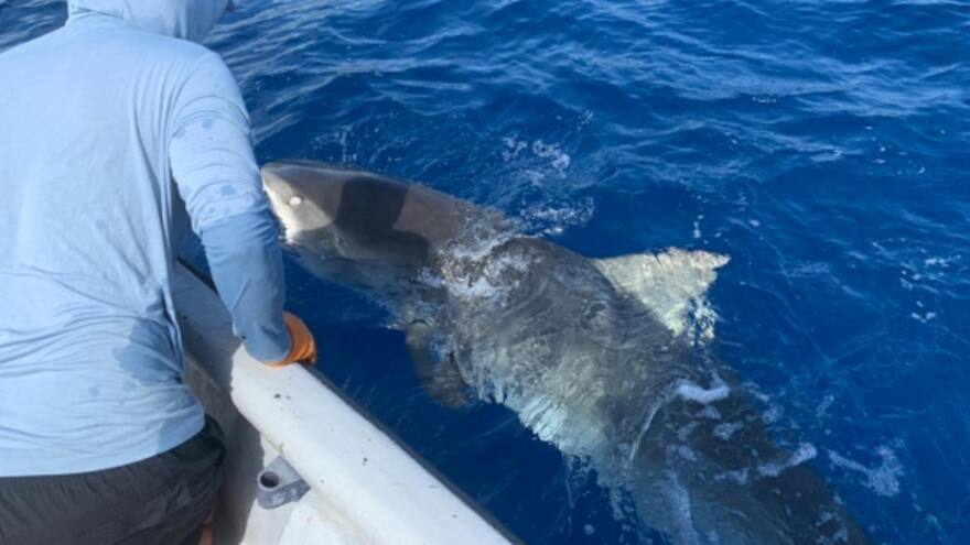 Reubican en una zona segura a tiburón tigre en San Andrés